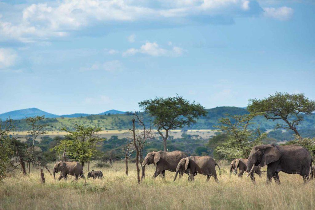 Serengeti Green Season