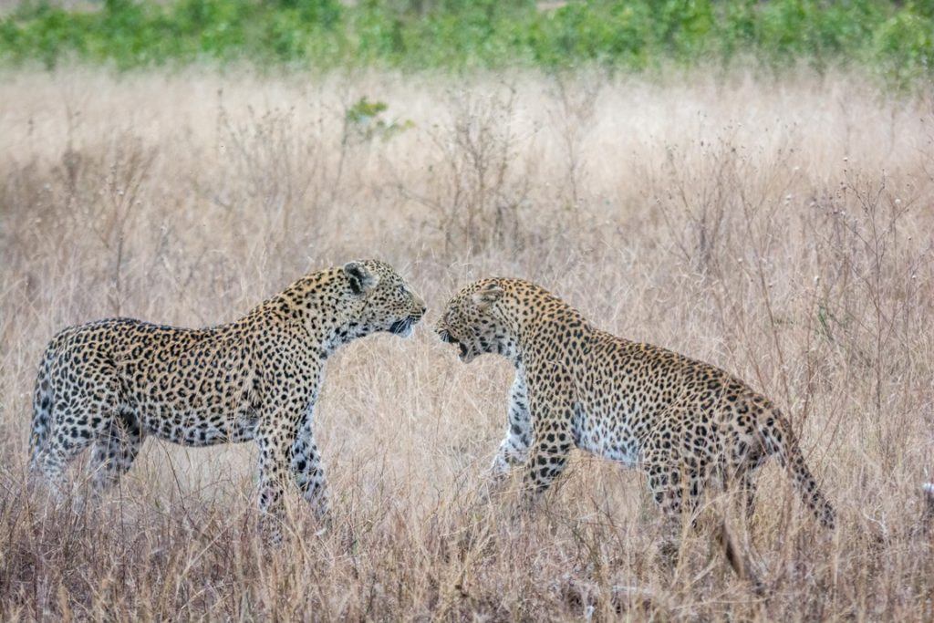 Leopard conflict at Singita Sabi Sand
