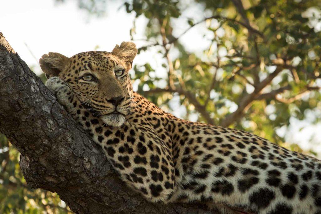 Leopards - Singita Sabi Sand