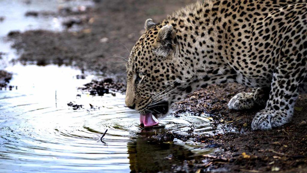 Leopards - Singita Sabi Sand