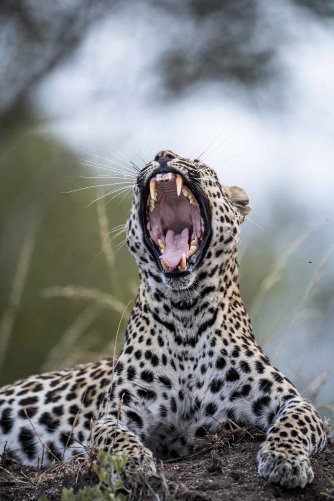 Leopards - Singita Sabi Sand