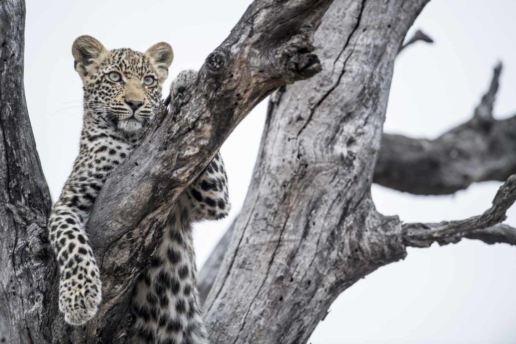 Leopards - Singita Sabi Sand