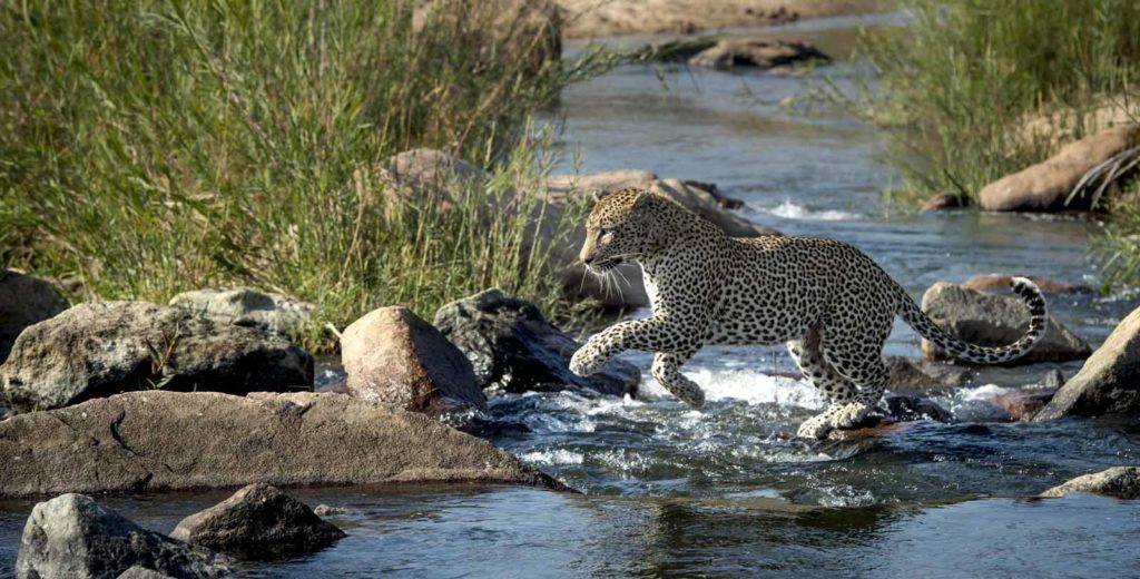 Leopards - Singita Sabi Sand