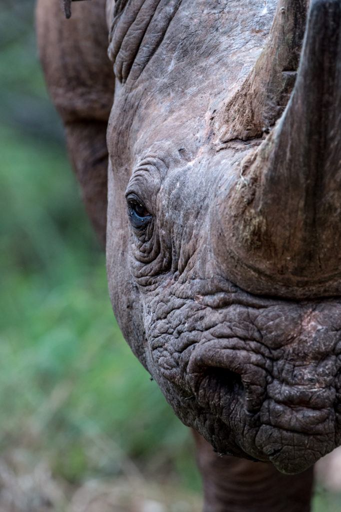 Black rhino at Singita Kruger National Park