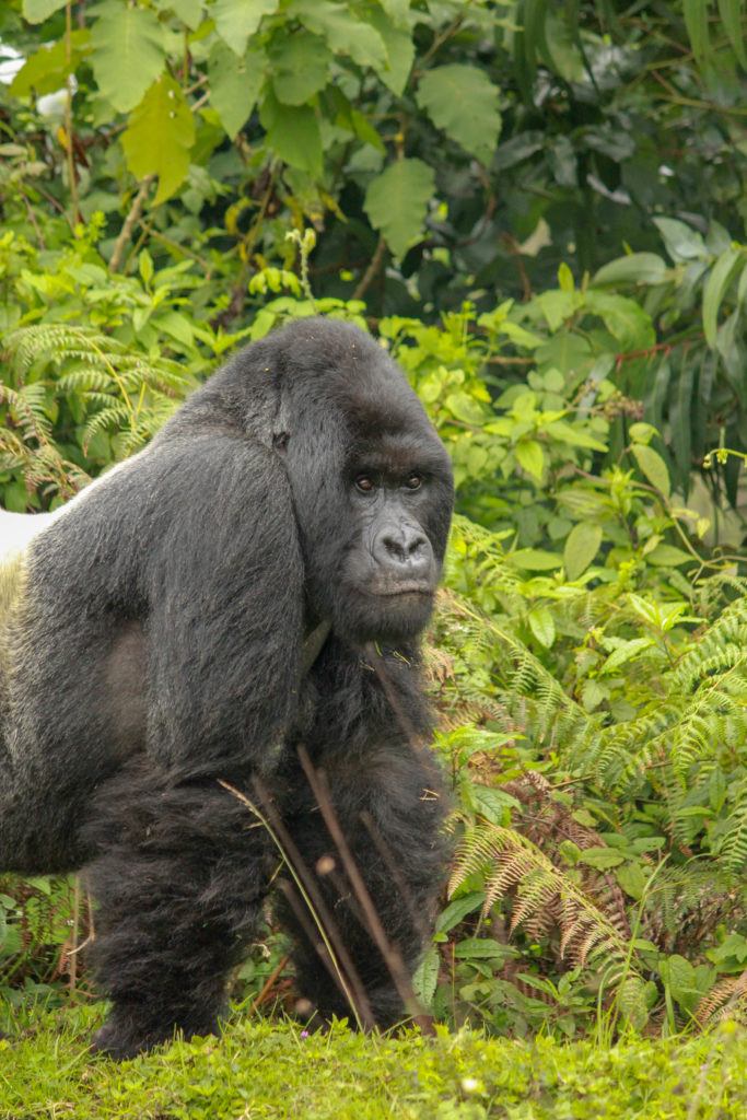 Singita Kwitonda, Rwanda