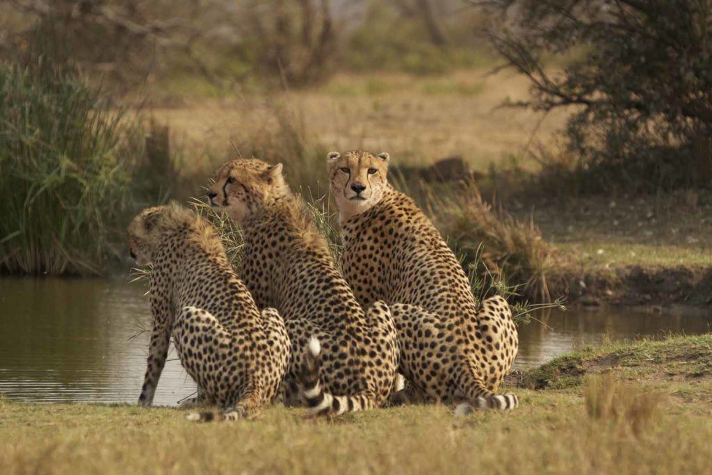 Singita Sabi Sand