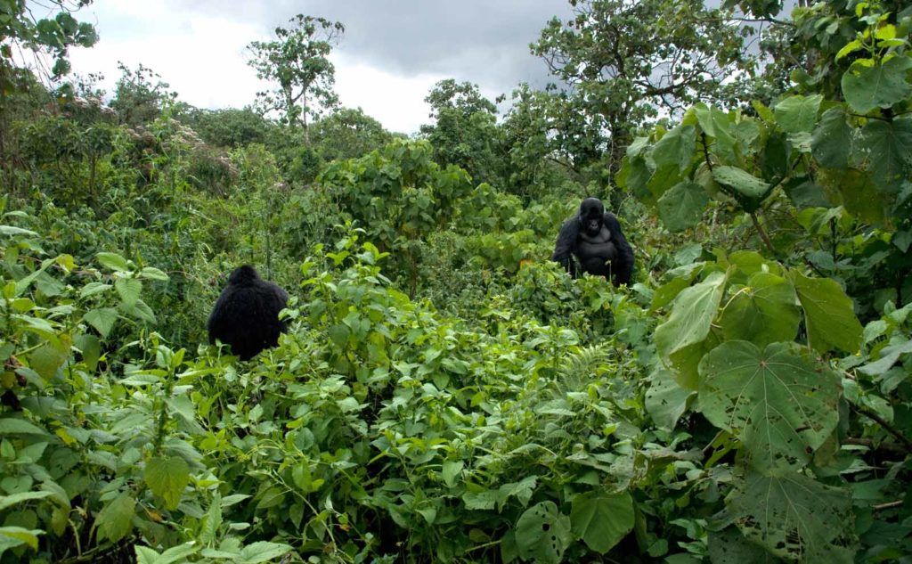 Singita Kwitonda, rwanda