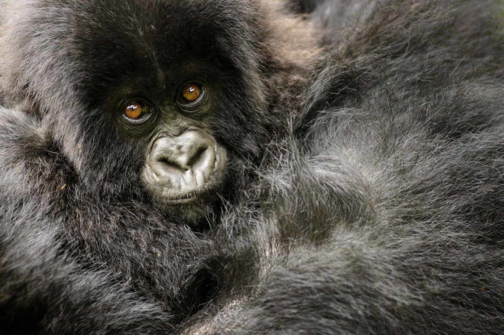 Singita Kwitonda, rwanda