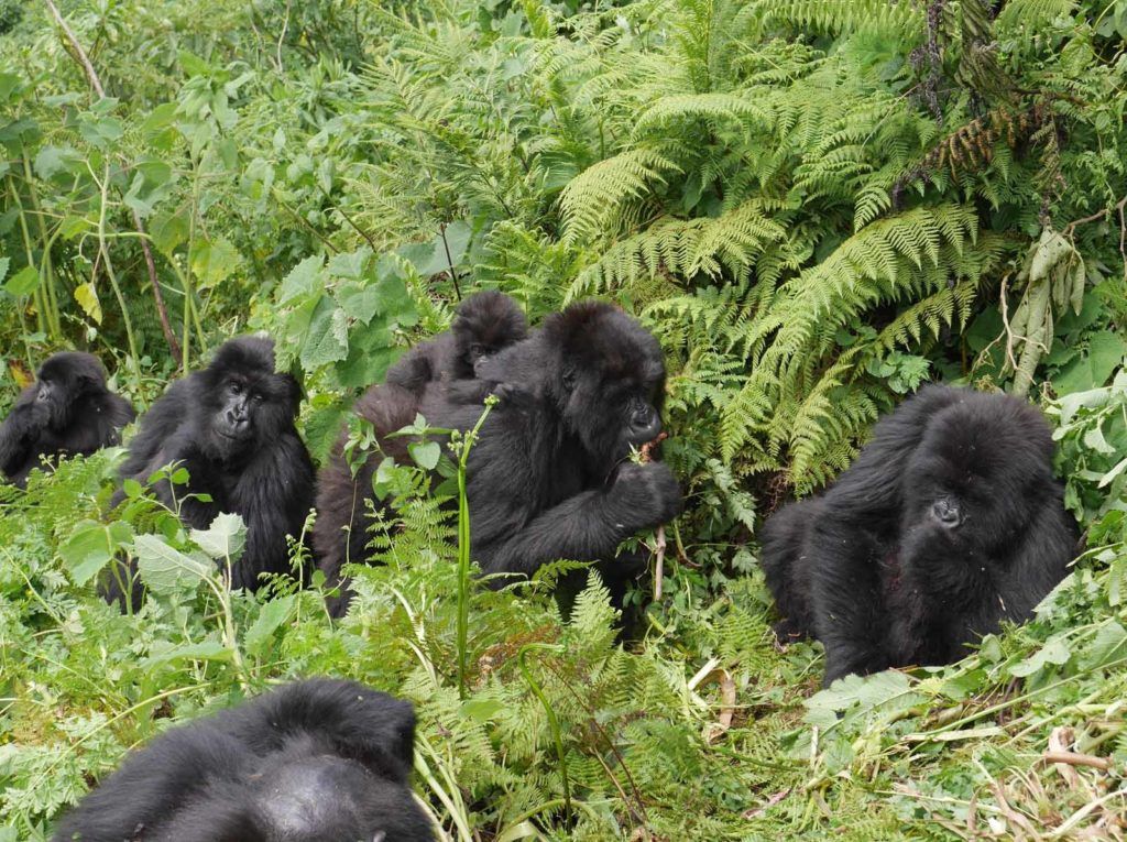 Singita Kwitonda, rwanda