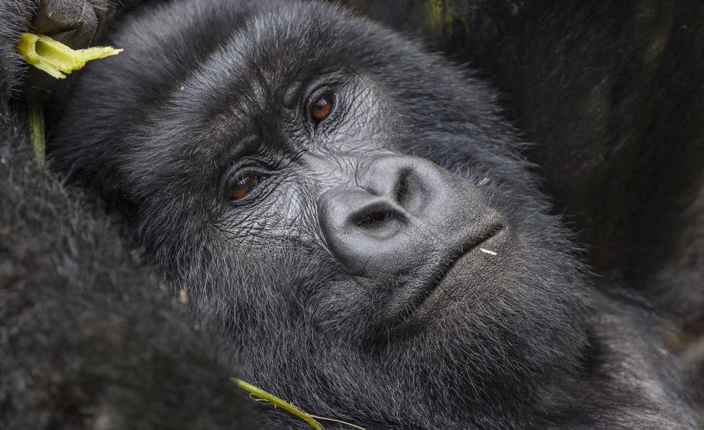 Singita Kwitonda, rwanda