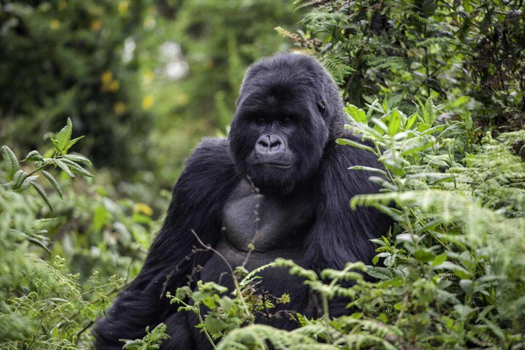 Singita Kwitonda, rwanda