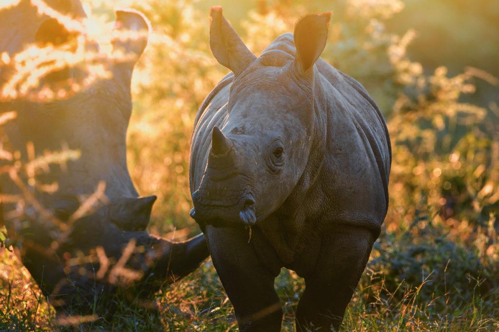 Singita Pamushana Lodge, Zimbabwe