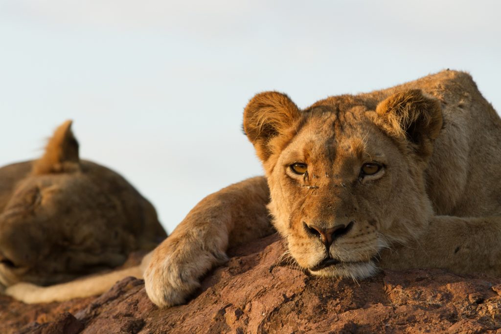 Lioness at Singita Kruger National Park