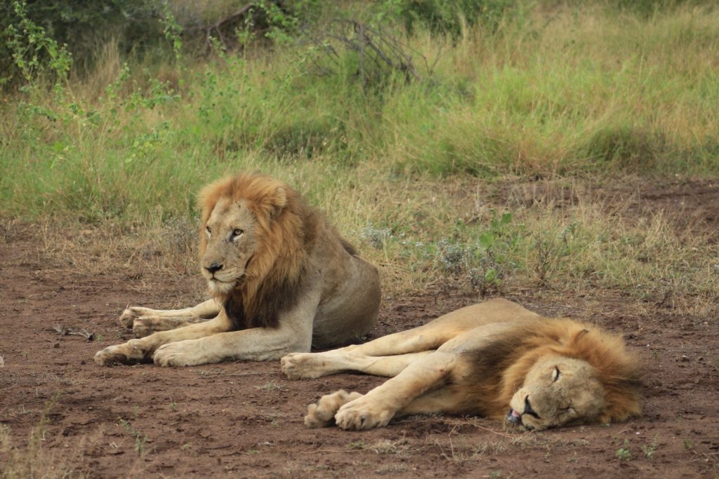 Kumana Males - April 2019 by Field Guide Margaux le Roux