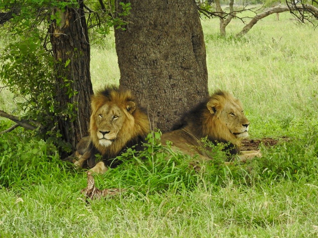 Shishangaan males captured by Field Guide Brian Rode