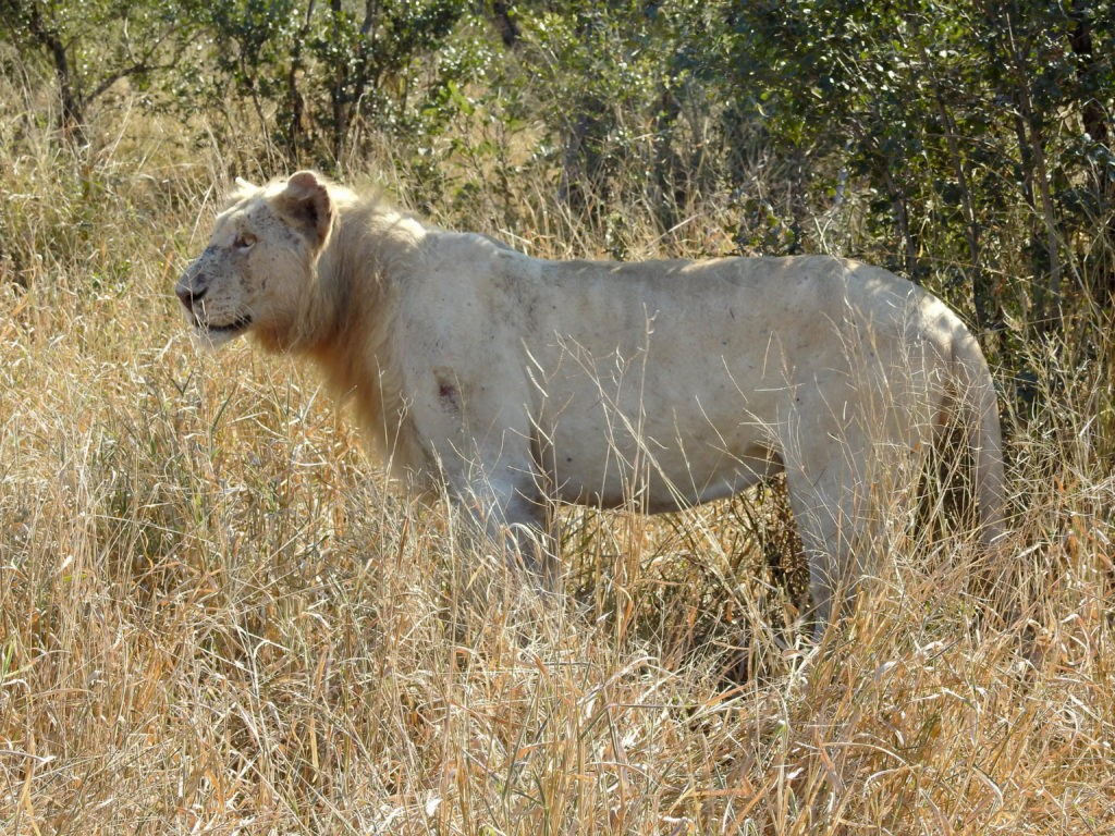 The White Lion of Satara by Field Guide Brian Rode