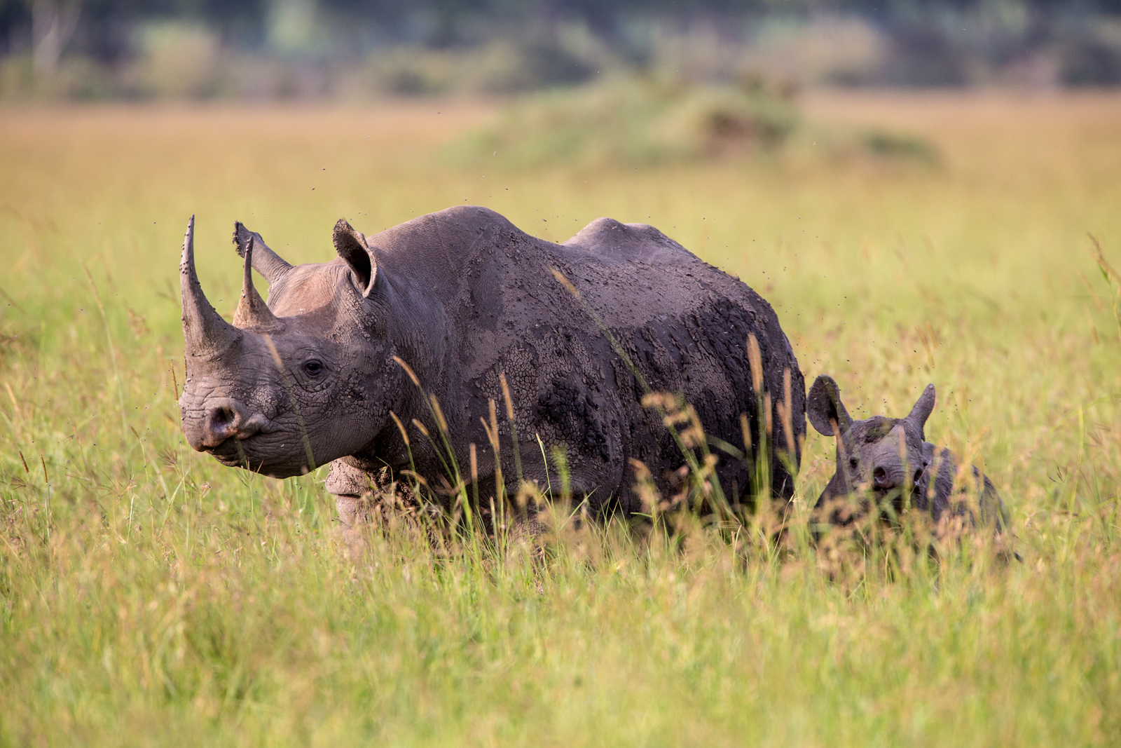 west african black rhinoceros poaching