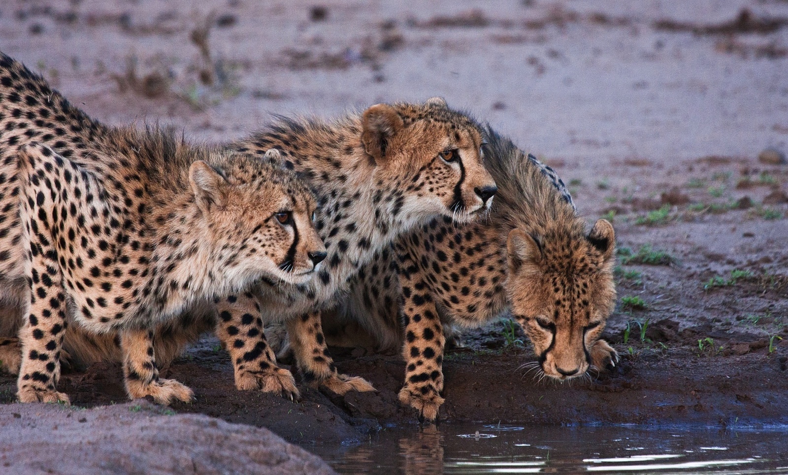 Conservation Sabi Sand South Africa