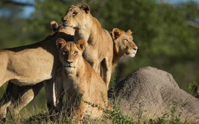 Lion Armies: The Mega-Prides of Singita Kruger National Park | Wildlife ...