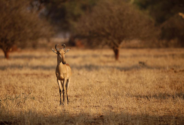 Special Species at Singita | Conservation, Experience, General ...