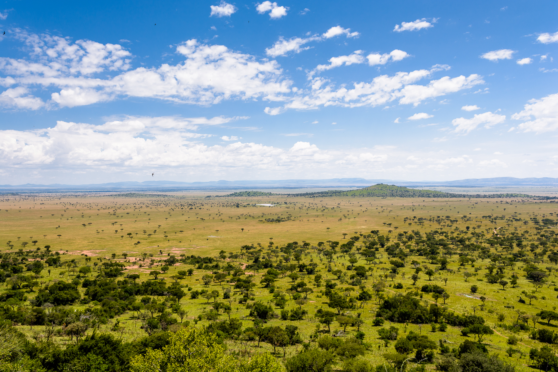 Занимает обширные равнины африки природная зона. Национальный парк Серенгети Танзания. Равнины Серенгети. Ландшафт Серенгети.