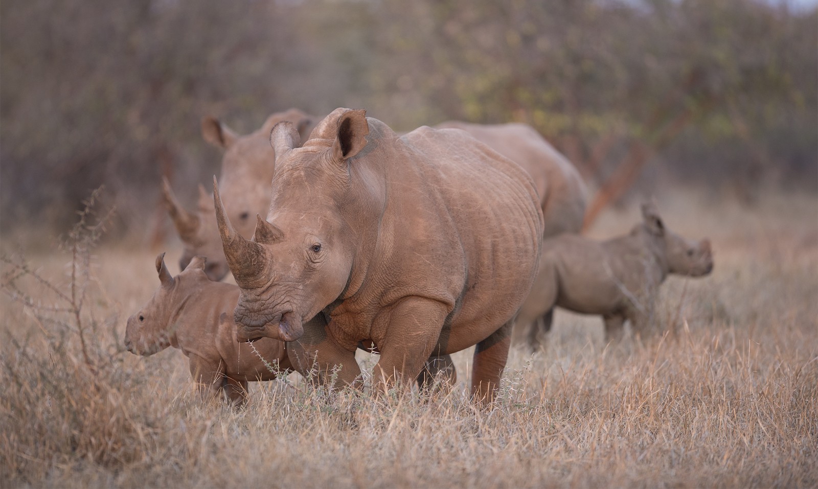 Crashes of rhinos | Singita