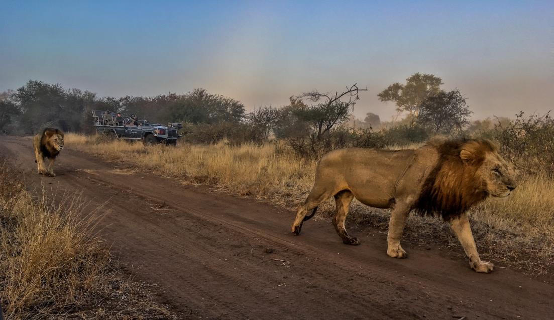 Lion Dynamics At Singita Kruger National Park Kruger National Park 8400