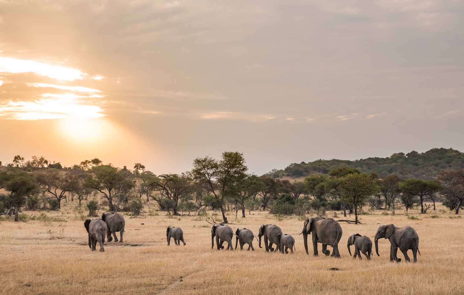 Find A Sense of Perspective on the Plains of the Serengeti | Experience ...